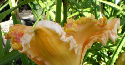 P7070009_em.JPG