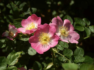rubiginosa1.jpg