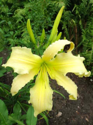 Titanias_Reigen_0554.jpg