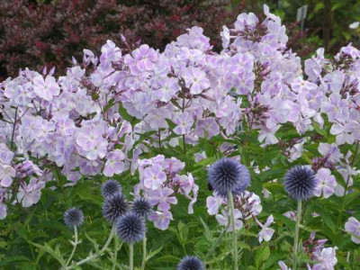 Foerster-Phlox_0544.jpg