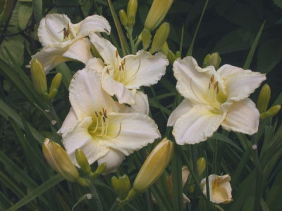 White_Temptation_2003.jpg