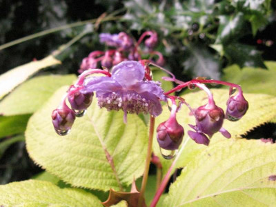 Deinanthe_caerulea_1024x768.jpg
