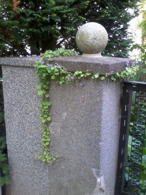 fugenpfl_0041.jpg