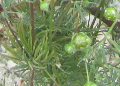Detail_unbekannt-ax.jpg