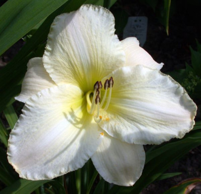 White_Pansy3002.jpg