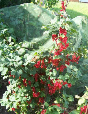 Juni_057_Johannisbeeren.jpg