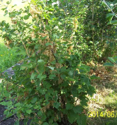 Juni_059_Weie_Johannisbeeren.jpg