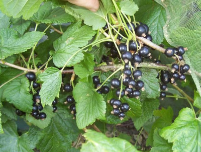 Juni_058_Schwarze_Johannisbeeren.jpg