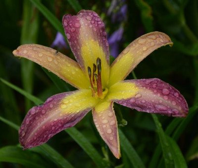 090714lavender_arrowhead.jpg