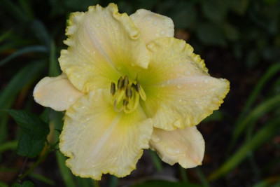 090714sachsen_limette.jpg