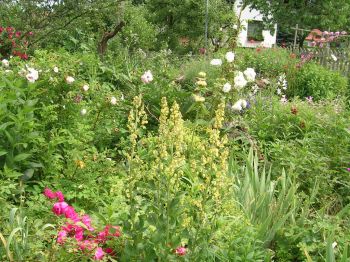 Gartenansicht_8.jpg