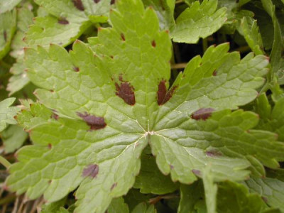 Geranium_reflexum.jpg