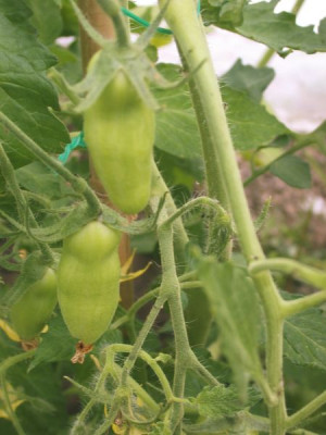 Tomate_Banana_Legs002.jpg