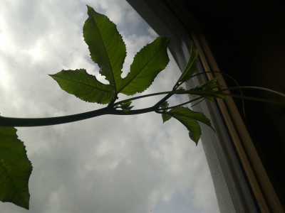 20140705_140945.jpg