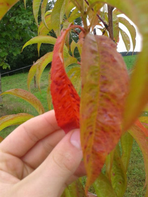 20140709_182946.jpg