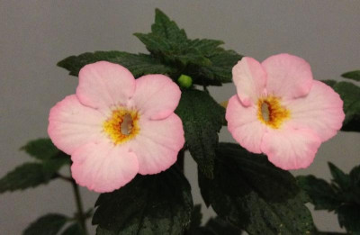 Achimenes_Rozi_Roza_07-2014_900x900_80KB.jpg