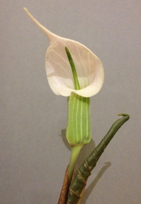 Arisaema_candidissimum_weiss_07-2014_900x900_80KB.jpg