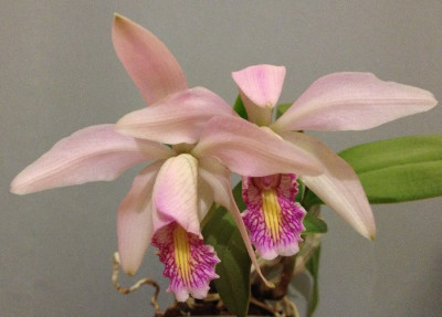 Cattleya_nobilior_x_forbesii_07-2014_900x900_80KB.jpg