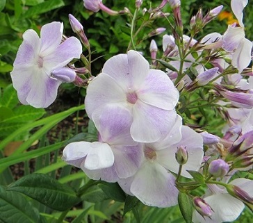 Violetta_Gloriosa_neu.jpg