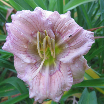 Baby_Blues_0401.jpg