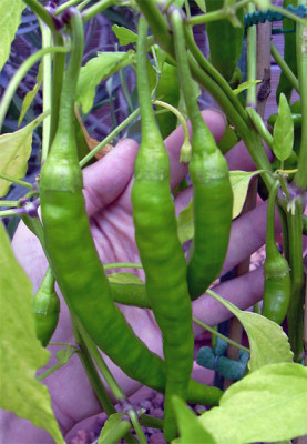 chilli_gelber_langer.jpg