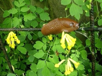 2014_nacktschnecke.jpg