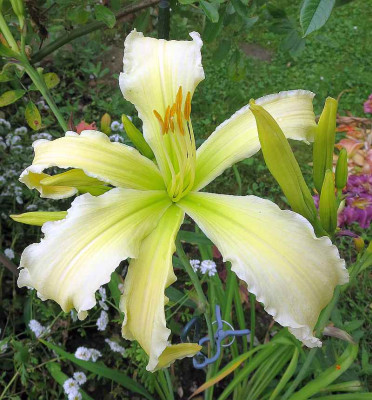Titanias_Reigen_05871.jpg