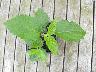 Hydrangea_hirta_1024x768.jpg
