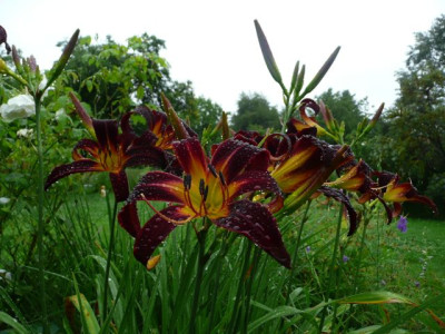 tg_140710.jpg