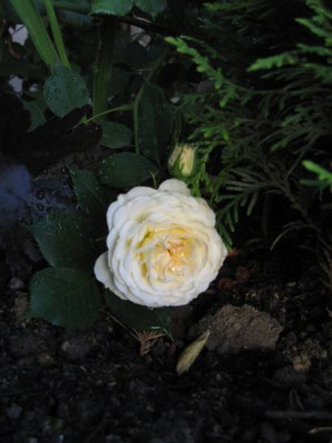 Moschus2.JPG