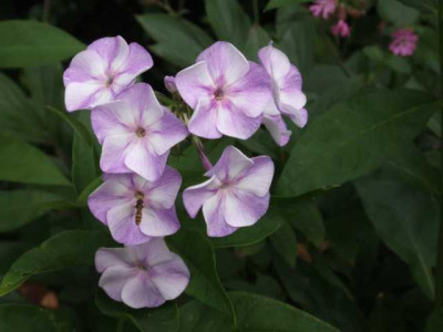DSCF1120.JPG