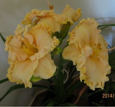 IMG_5142_small.JPG
