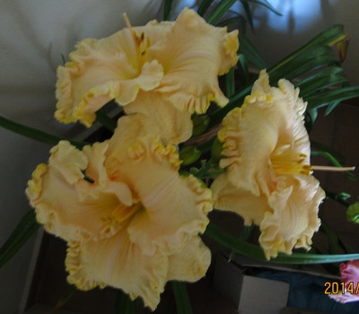 IMG_5143_small.JPG