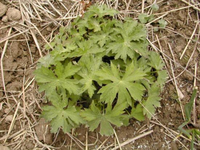 Geranium_psilostemon_April.jpg