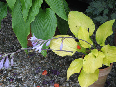 IMG_1583_klein.jpg