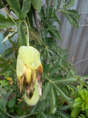 Passifrucht.jpg