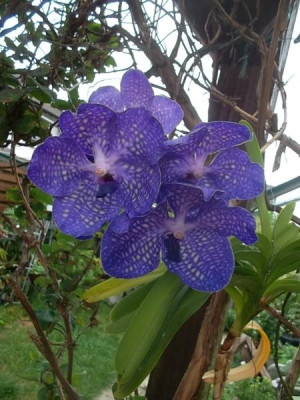 Vanda2.jpg