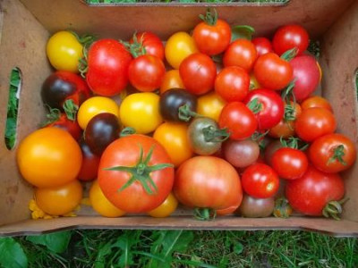 Tomaten12.Juli.jpg