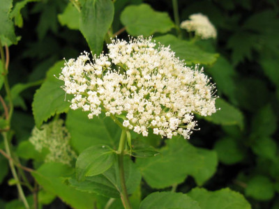 Hydrangea_hirta_Blute_1024x768.JPG