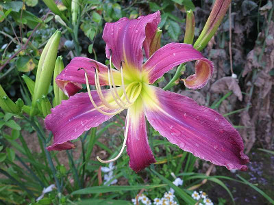 Slg_rosetim_07421.jpg