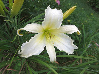 GT11-GA32e_GT08-KLbb16_X_Flibbertigibbet_07371.jpg