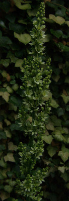 veratrum-album-140714.jpg