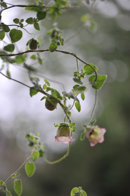 Codonopsis_subglobosa.jpg