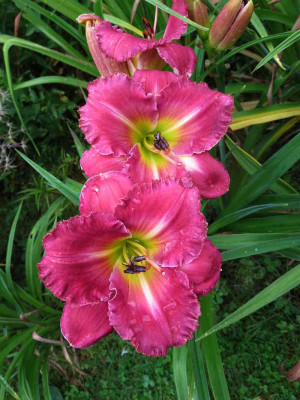 Enchanting_Esmeralda_07801.jpg