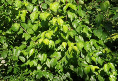 Cornus_mas_Aurea.jpg