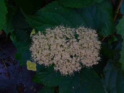 Hydrangea_unbekannt.jpg