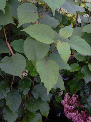 Hydrangea_unbekannt_Blatt.jpg