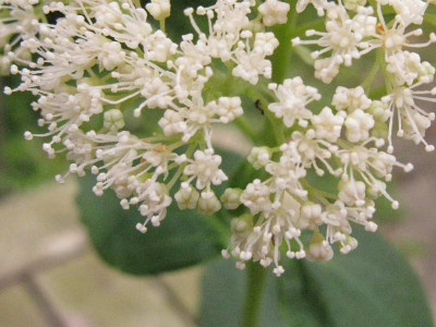 Hydrangea_hirta_Blutendetail_2_1024x768.jpg