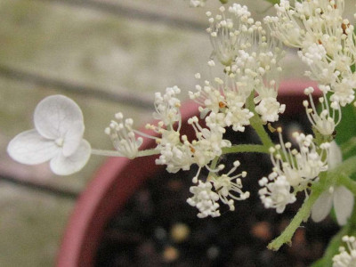 Hydrangea_arborescens_Blutendetail_2_1024x768.jpg