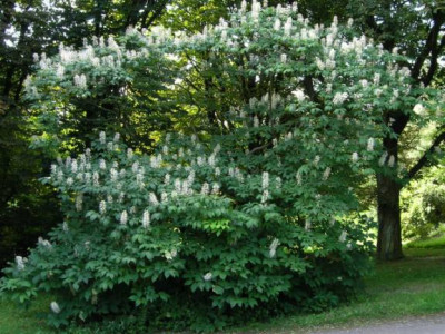 aesculus_parviflora_ganz.jpg